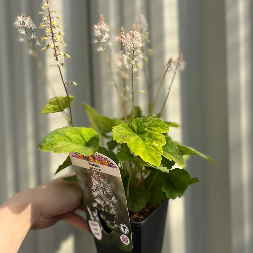 Tiarella wherryi 9cm -