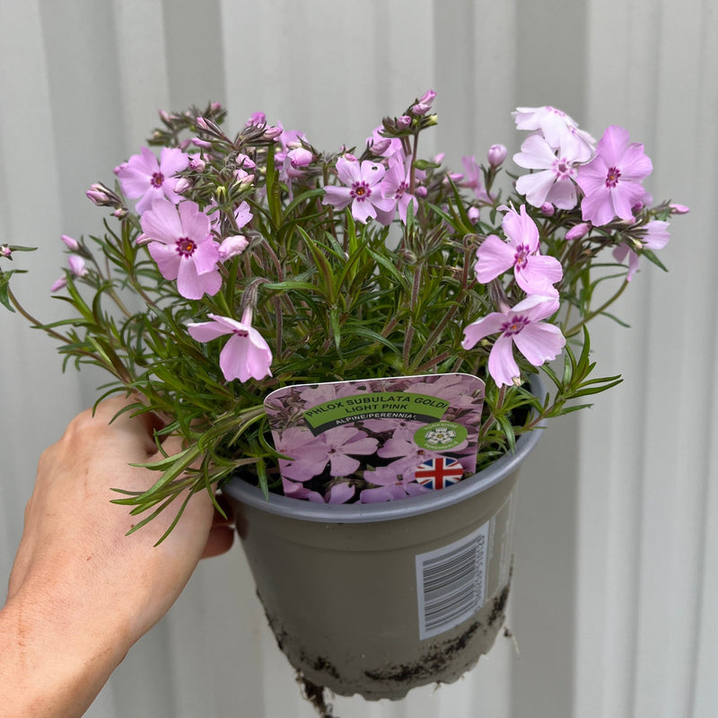 Phlox subulata GoldiPhlox Light Pink 1.5L -