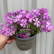 Phlox subulata Goldi Pink 1.5L -