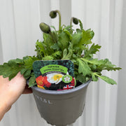 Poppy Spring Fever Mix 1.5L -