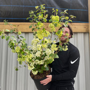 Viburnum plicatum 'Popcorn' | 4L / 10L -