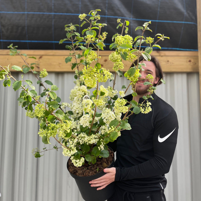 Viburnum plicatum 'Popcorn' | 4L / 10L -