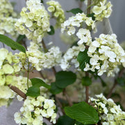 Viburnum plicatum 'Popcorn' | 4L / 10L -
