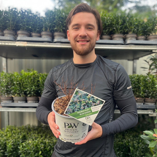 Spiraea Double Play 'Blue Kazoo' 3L -