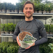 Spiraea Double Play 'Blue Kazoo' 3L -