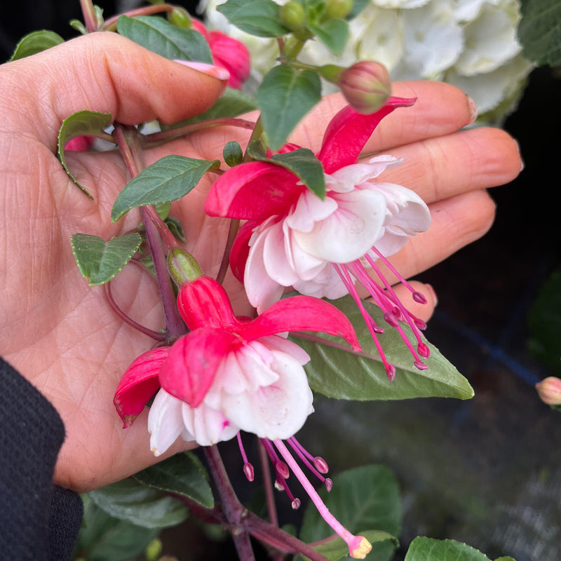Fuchsia on Stem (Standard Fuchsia) 'Bella' 70-80cm -
