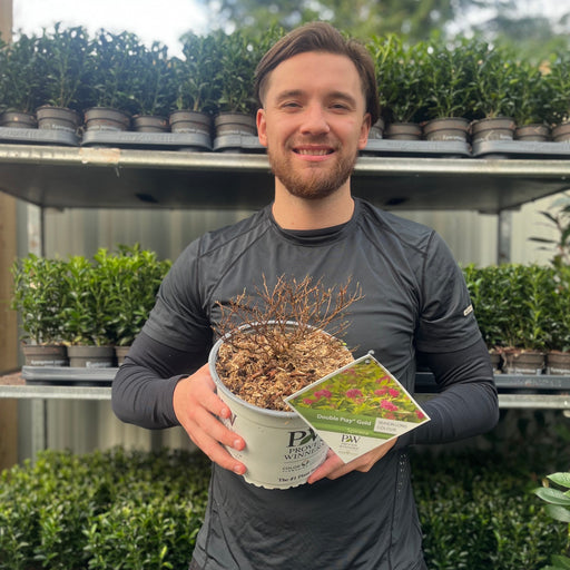 Spiraea Double Play 'Gold' 3L -