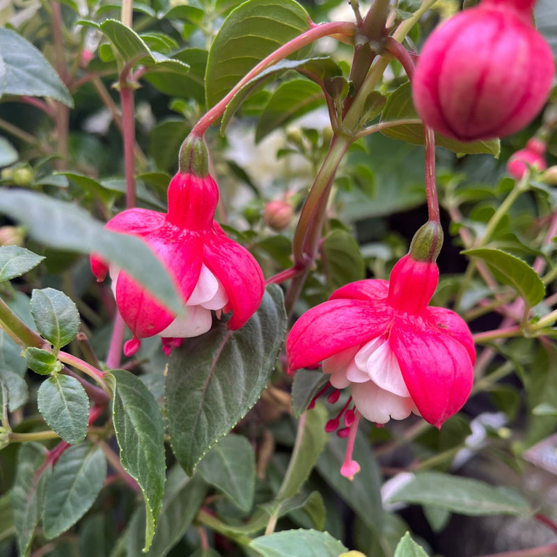 Fuchsia on Stem (Standard Fuchsia) 'Bella' 70-80cm -