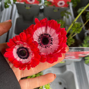 Anemone coronaria Harmony Double Scarlet 1L -