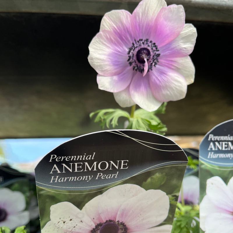 Anemone coronaria Harmony Pearl 1L -