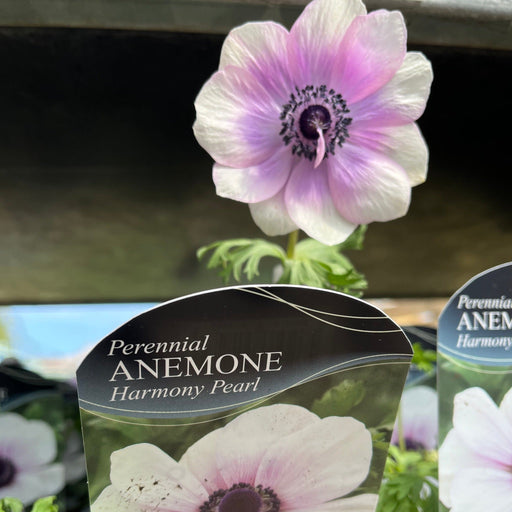 Anemone coronaria Harmony Pearl 1L -