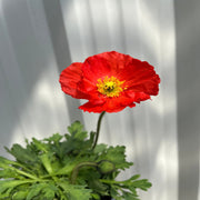 Poppy Spring Fever Mix 1.5L -