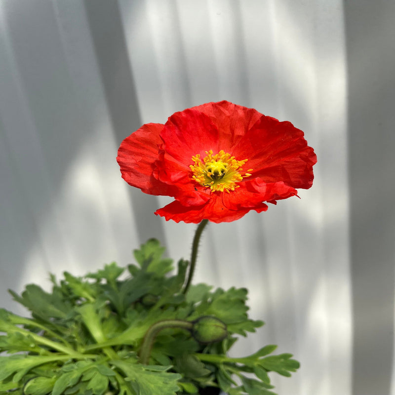 Poppy Spring Fever Mix 1.5L -