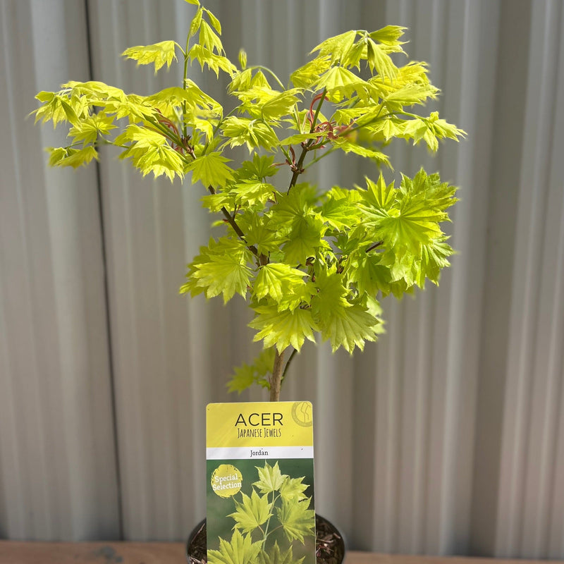 Acer shirasawanum 'Jordan' 3L (60cm) -