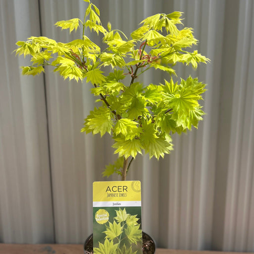 Acer shirasawanum 'Jordan' 3L (60cm) -