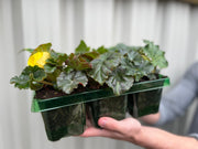 Begonia 'Non-Stop' | Tray of 6 Mixed Plants -