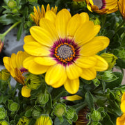 Osteospermum (Cape/African Daisy) 12cm Pot -