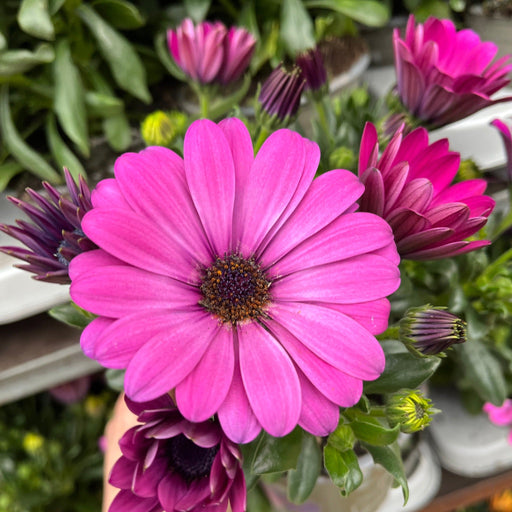 Osteospermum (African/Cape Daisy) 12cm Pot -