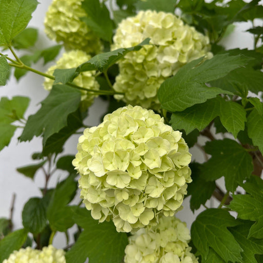 Viburnum opulus 'Roseum' (Snowball) 9cm / 2L / 5L -