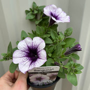 Blue Vein Trailing Petunia 'Surfinia' (9cm Pot) -