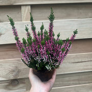 6 x Heather | Calluna vulgaris (Mixed Colours) -