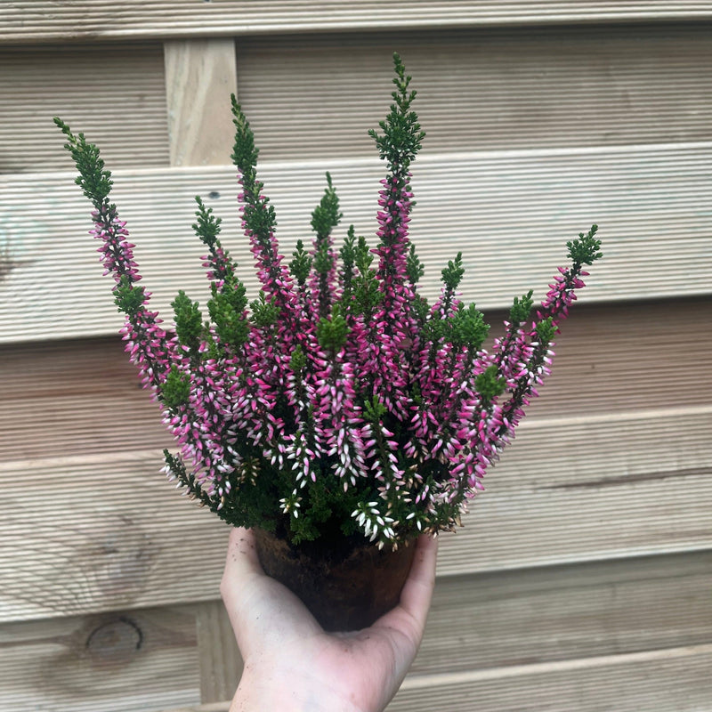 6 x Heather | Calluna vulgaris (Mixed Colours) -