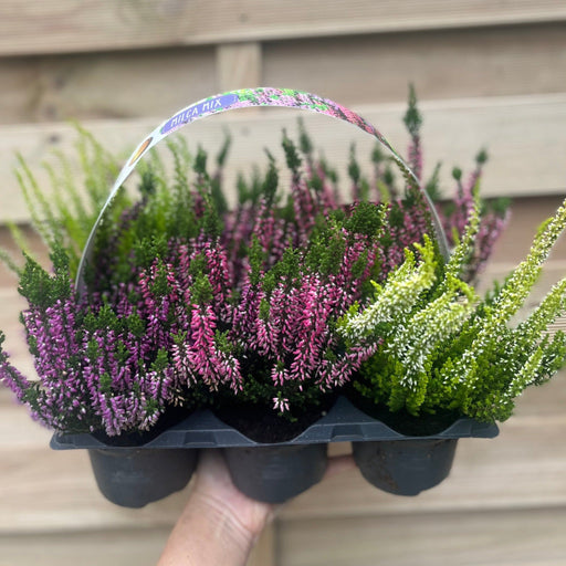 6 x Heather | Calluna vulgaris (Mixed Colours) -
