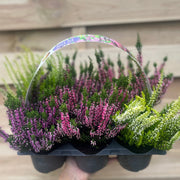 6 x Heather | Calluna vulgaris (Mixed Colours) -