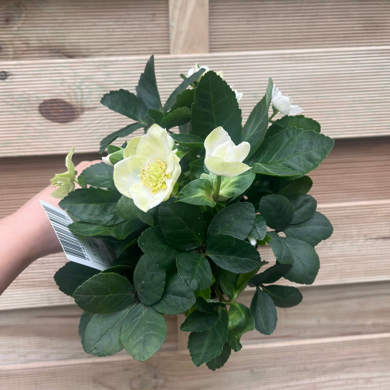 Helleborus nyger 'Christmas Carol' | Christmas Rose | Hellebore | 9cm-2L Available -