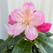 Rhododendron 'Percy Wiseman' 2L -