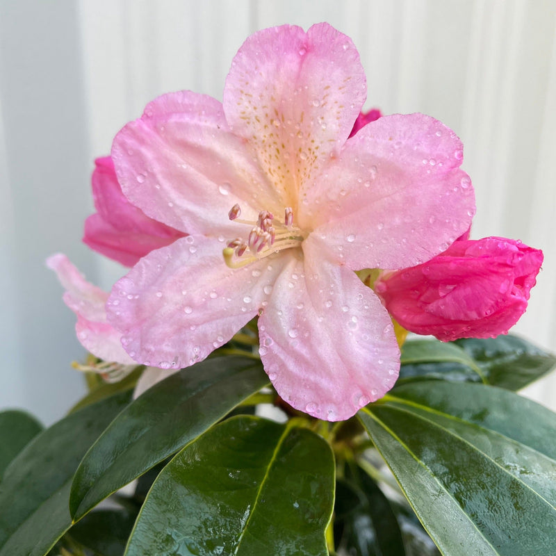 Rhododendron 'Percy Wiseman' 2L -