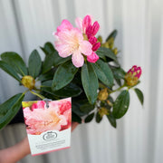 Rhododendron 'Percy Wiseman' 2L -