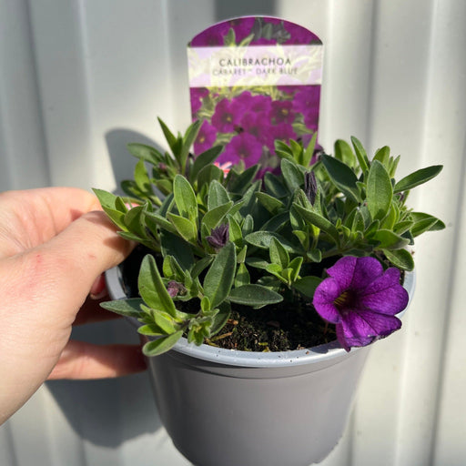 Calibrachoa Purple (Million bells) 9cm Pot -