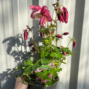 Aquilegia 'Rose and Ivory ' -