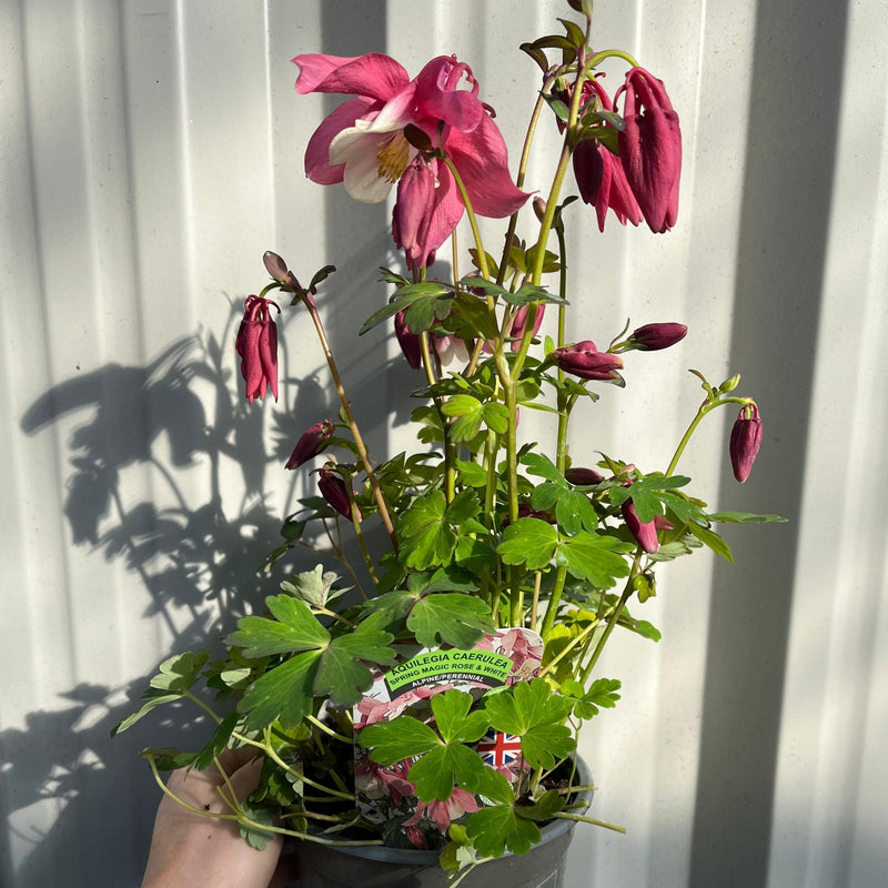 Aquilegia 'Rose and Ivory ' -