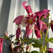Aquilegia 'Rose and Ivory ' -
