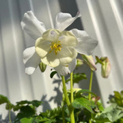 Aquilegia 'White Star' 1L -