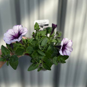 Blue Vein Trailing Petunia 'Surfinia' (9cm Pot) -