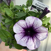 Blue Vein Trailing Petunia 'Surfinia' (9cm Pot) -