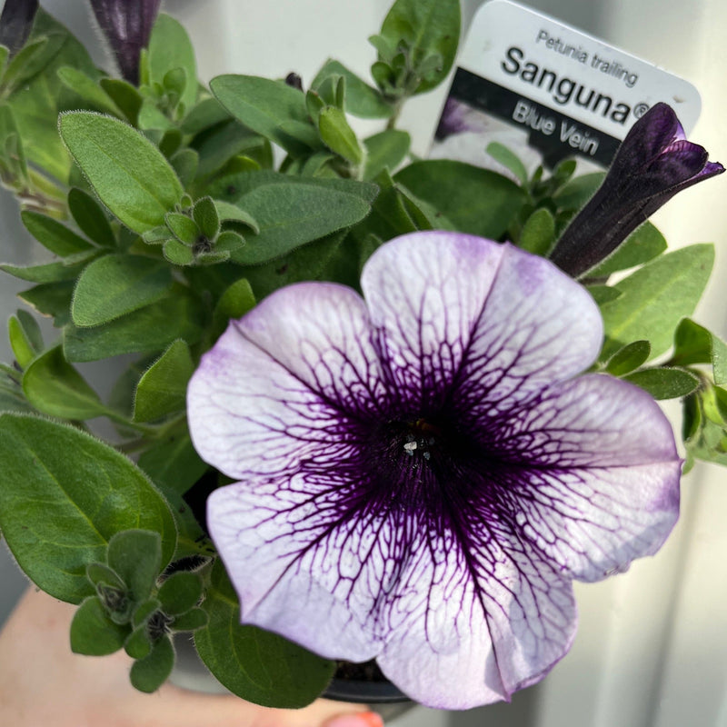 Blue Vein Trailing Petunia 'Surfinia' (9cm Pot) -