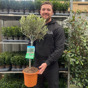 Olive Tree | Olea europea - Home & Garden > Plants > Indoor & Outdoor Plants > Landscaping & Garden Plants