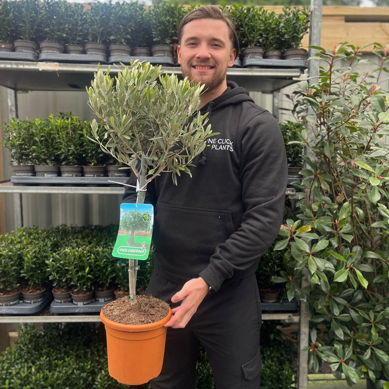 Olive Tree | Olea europea - Home & Garden > Plants > Indoor & Outdoor Plants > Landscaping & Garden Plants
