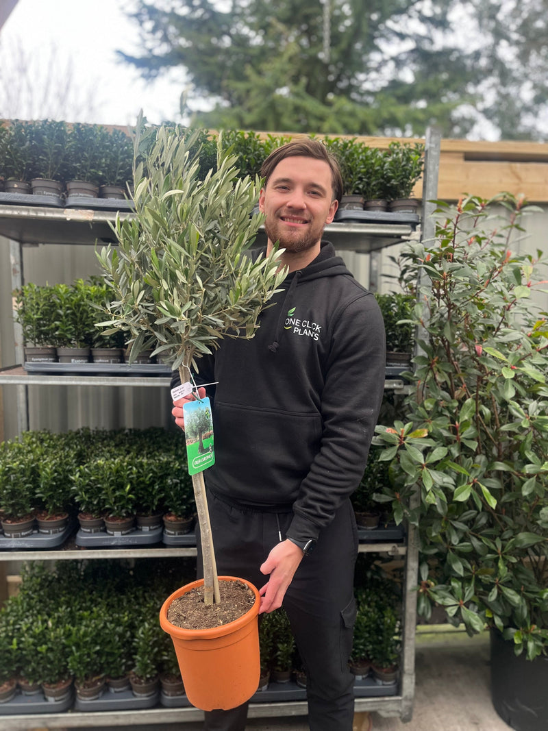 Olive Tree | Olea europea - Home & Garden > Plants > Indoor & Outdoor Plants > Landscaping & Garden Plants