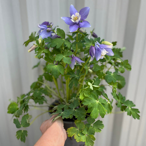 Aquilegia earlybird - Purple/White 2L -