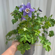 Aquilegia earlybird - Purple/White 2L -