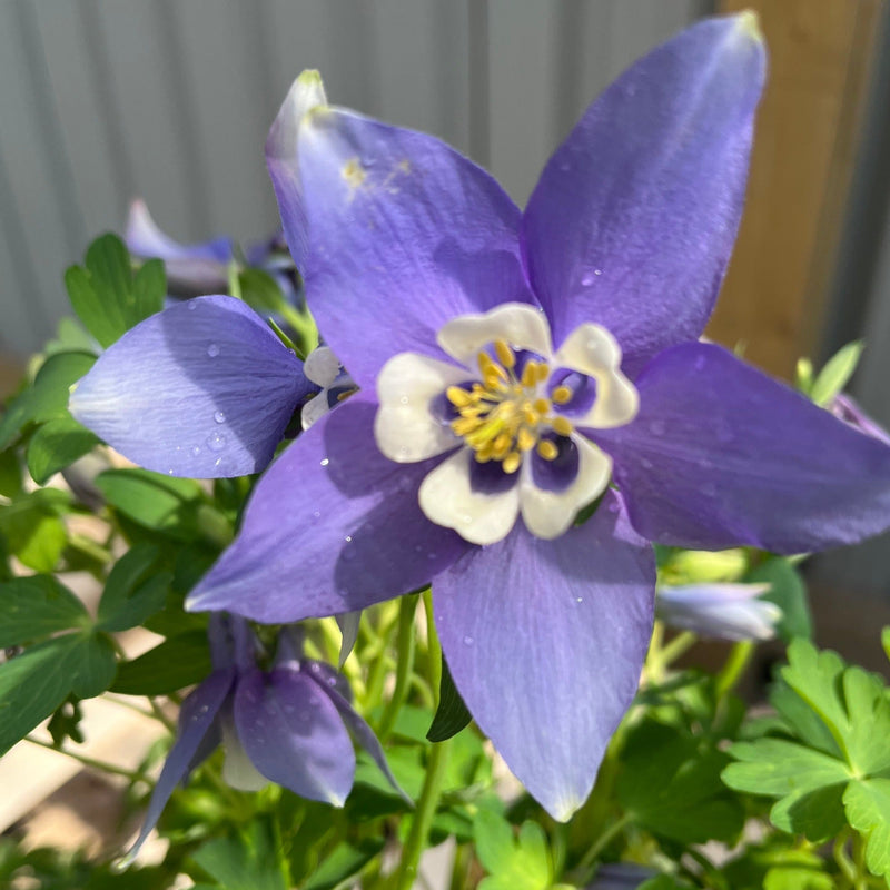 Aquilegia earlybird - Purple/White 2L -