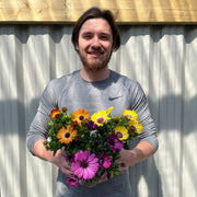 Mix of 3 Osteospermum (African/Cape Daisy) 10cm Pot -