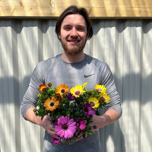 Mix of 3 Osteospermum (African/Cape Daisy) 10cm Pot -