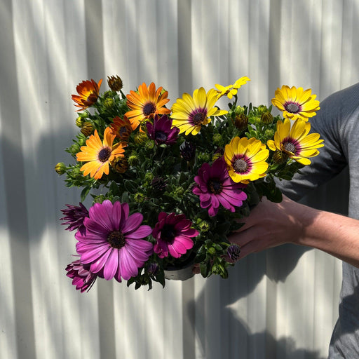 Mix of 3 Osteospermum (African/Cape Daisy) 10cm Pot -