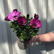 Mix of 3 Osteospermum (African/Cape Daisy) 10cm Pot -